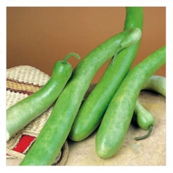 nasiona Tykwa pospolita Snake swikx220